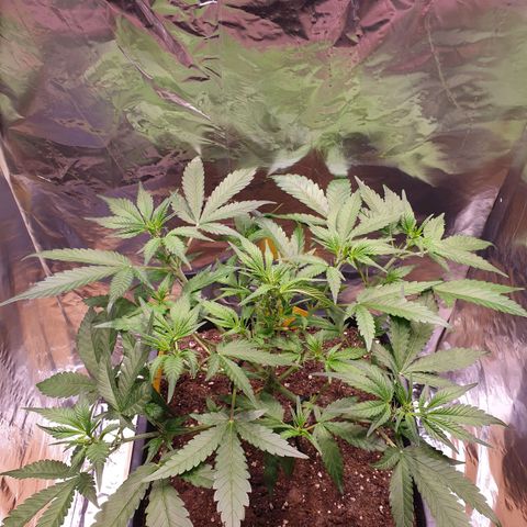 Sweet Zenzation XL Auto growlog timeline photo
