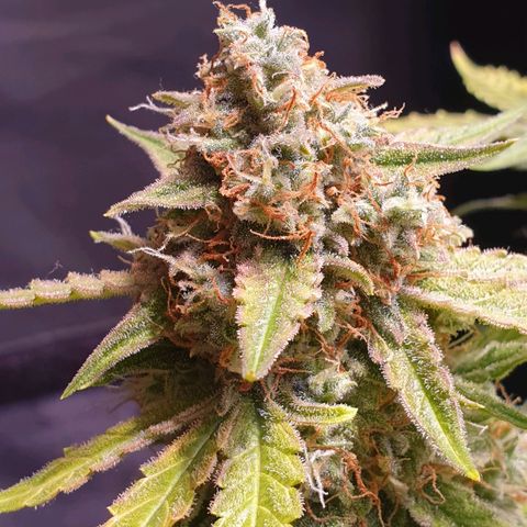 F1 Epsilon RQS growlog photo: Habs noch nicht übers Herz gebracht, ein paar Tage noch dann wird getrocknet. 