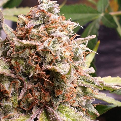 F1 Epsilon RQS growlog photo: Habs noch nicht übers Herz gebracht, ein paar Tage noch dann wird getrocknet. 