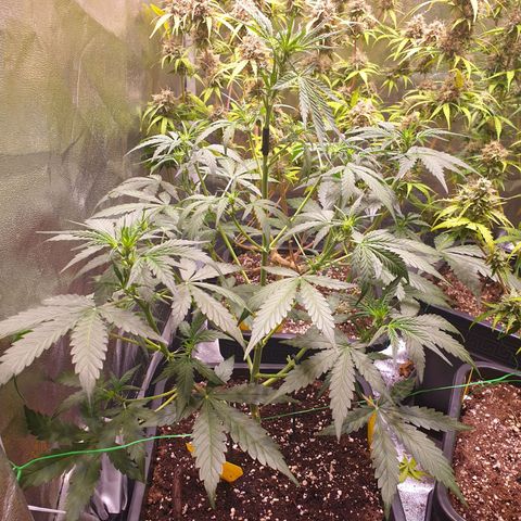 Green Gelato Automatic growlog timeline photo