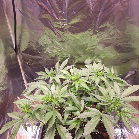 Sweet Zenzation XL Auto growlog timeline photo