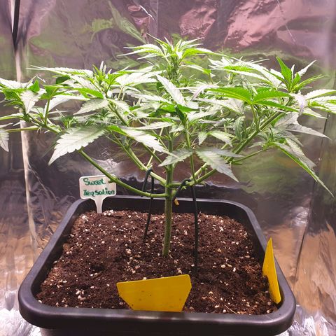 Sweet Zenzation XL Auto growlog timeline photo