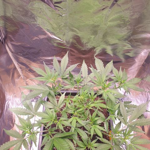Sweet Zenzation XL Auto growlog timeline photo