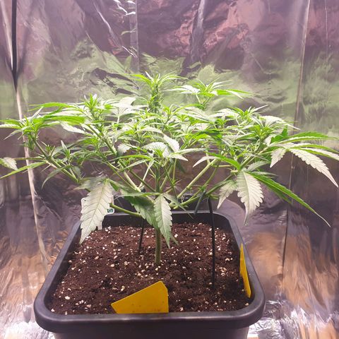 Sweet Zenzation XL Auto growlog timeline photo
