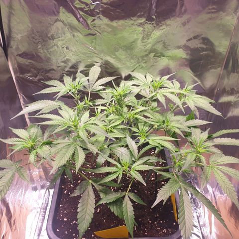 Sweet Zenzation XL Auto growlog timeline photo