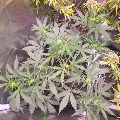 Green Gelato Automatic growlog timeline photo