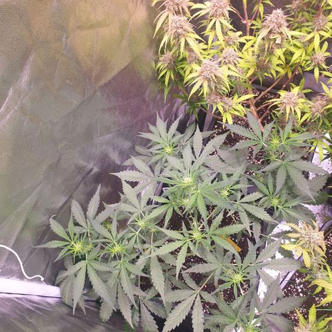 Green Gelato Automatic growlog timeline photo