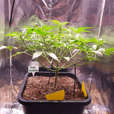 Sweet Zenzation XL Auto growlog timeline photo