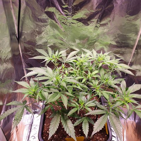 Sweet Zenzation XL Auto growlog timeline photo