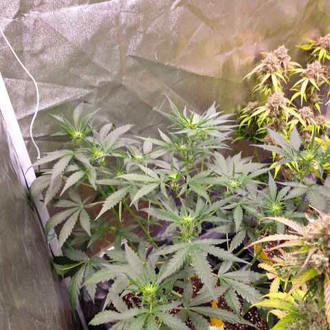Green Gelato Automatic growlog timeline photo