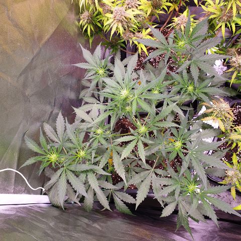 Green Gelato Automatic growlog timeline photo