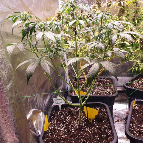 Green Gelato Automatic growlog timeline photo