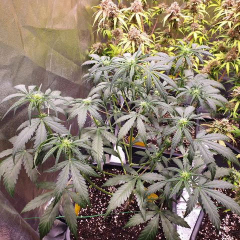 Green Gelato Automatic growlog timeline photo