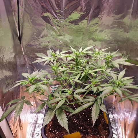 Sweet Zenzation XL Auto growlog photo: Heute Triebe und Blätter von unten Entfernt