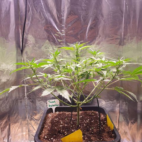 Sweet Zenzation XL Auto growlog photo: Heute Triebe und Blätter von unten Entfernt