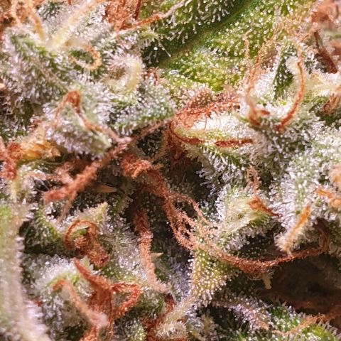 F1 Epsilon RQS growlog timeline photo