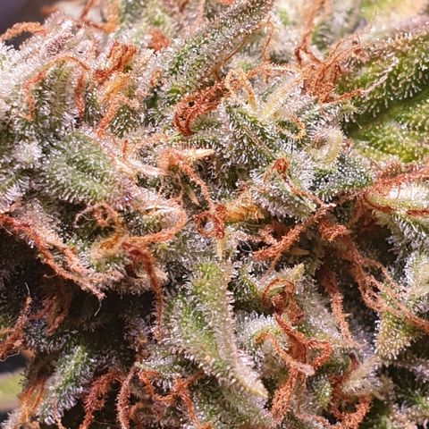 F1 Epsilon RQS growlog timeline photo