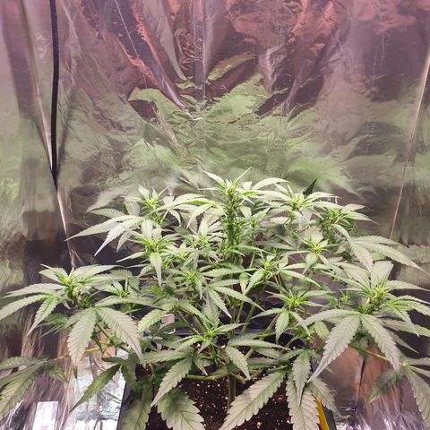 Sweet Zenzation XL Auto growlog timeline photo
