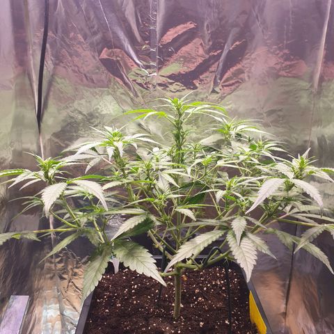 Sweet Zenzation XL Auto growlog timeline photo