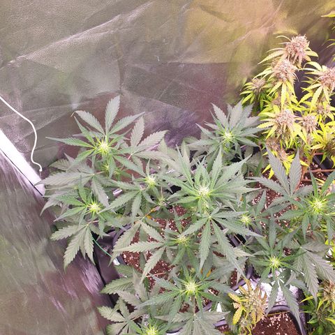 Green Gelato Automatic growlog timeline photo