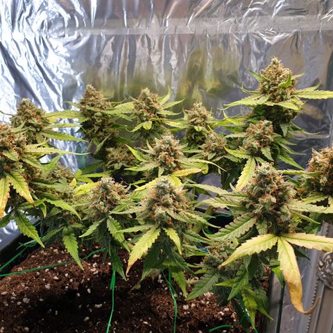 F1 Epsilon RQS growlog timeline photo