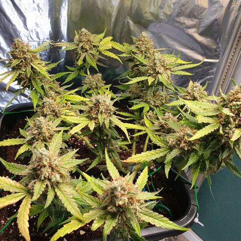 F1 Epsilon RQS growlog timeline photo