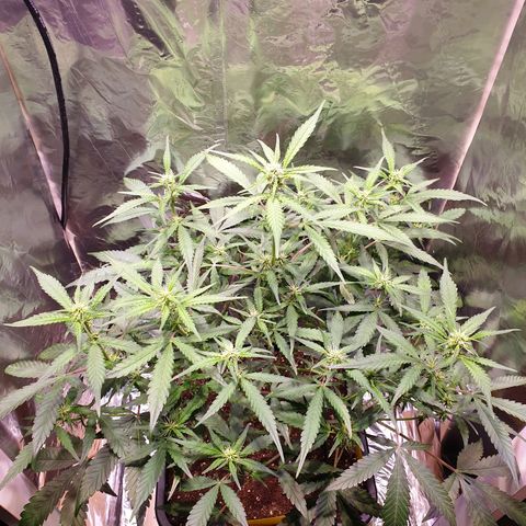 Sweet Zenzation XL Auto growlog timeline photo