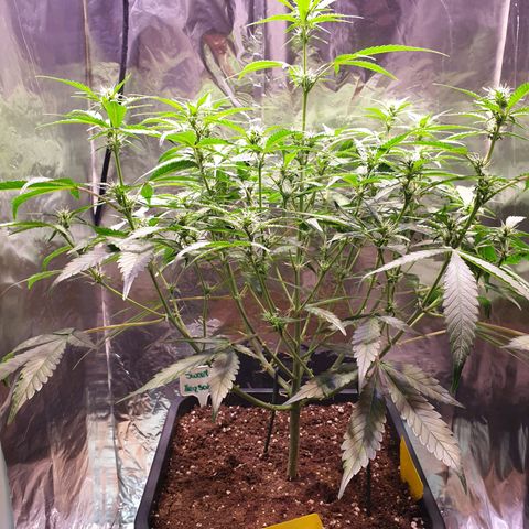 Sweet Zenzation XL Auto growlog timeline photo