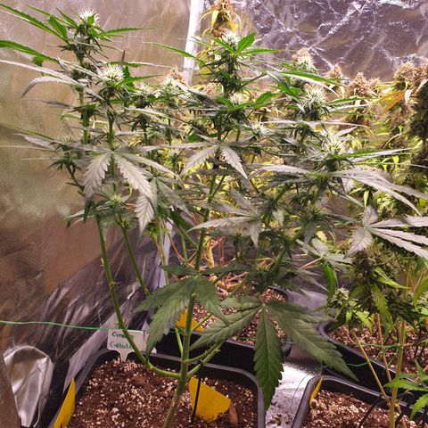 Green Gelato Automatic growlog timeline photo