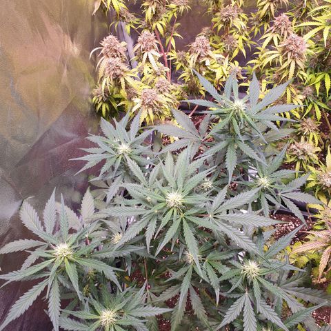 Green Gelato Automatic growlog timeline photo