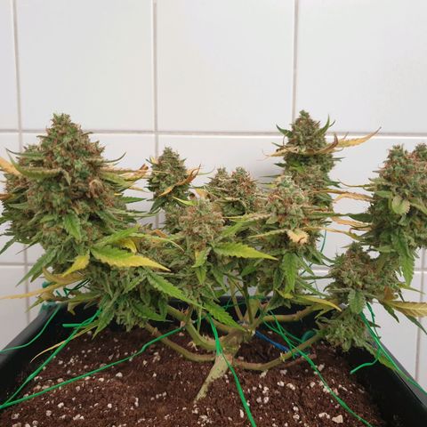 F1 Epsilon RQS growlog timeline photo
