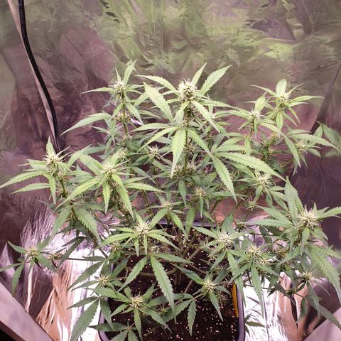 Sweet Zenzation XL Auto growlog timeline photo
