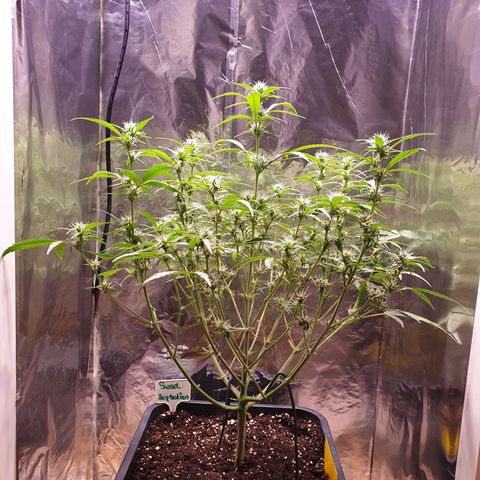 Sweet Zenzation XL Auto growlog timeline photo