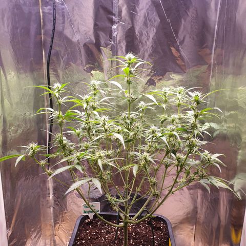 Sweet Zenzation XL Auto growlog timeline photo