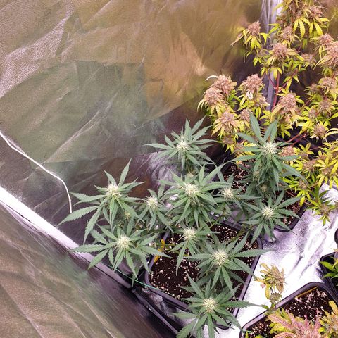 Green Gelato Automatic growlog timeline photo
