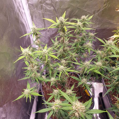 Sweet Zenzation XL Auto growlog timeline photo