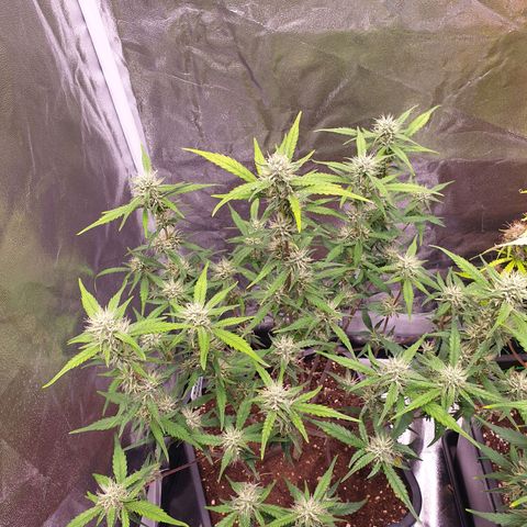 Sweet Zenzation XL Auto growlog timeline photo