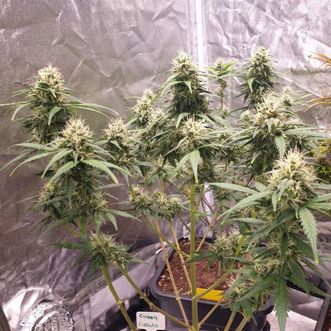 Green Gelato Automatic growlog timeline photo