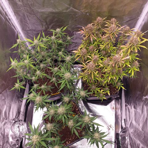 Green Gelato Automatic growlog timeline photo