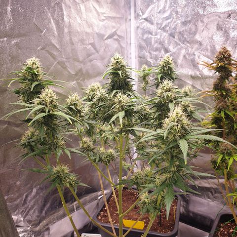 Green Gelato Automatic growlog timeline photo