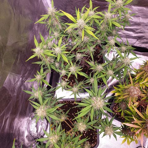 Sweet Zenzation XL Auto growlog timeline photo