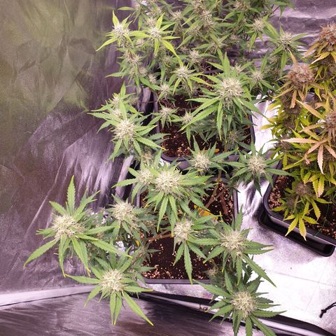 Green Gelato Automatic growlog timeline photo