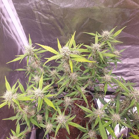 Sweet Zenzation XL Auto growlog timeline photo