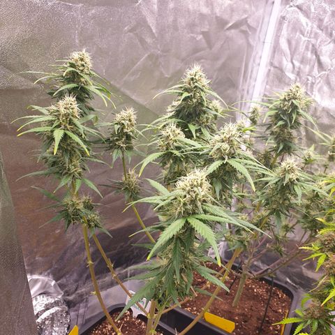 Green Gelato Automatic growlog timeline photo