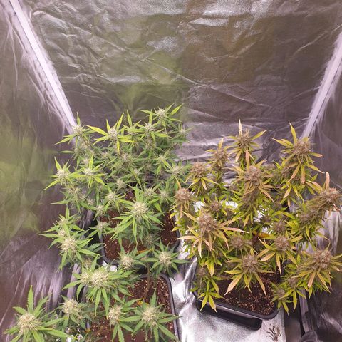 Green Gelato Automatic growlog timeline photo