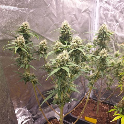 Green Gelato Automatic growlog timeline photo
