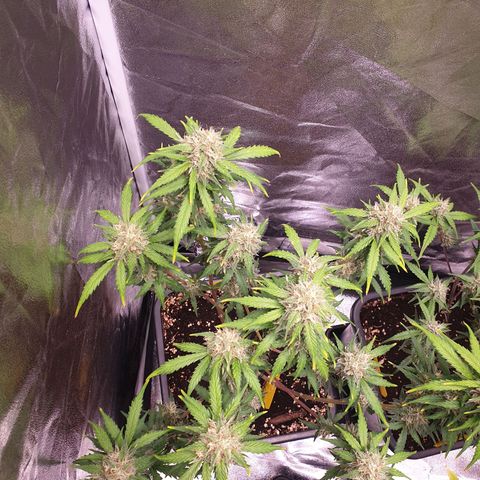 Green Gelato Automatic growlog timeline photo