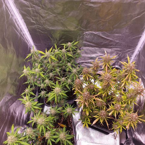 Green Gelato Automatic growlog timeline photo