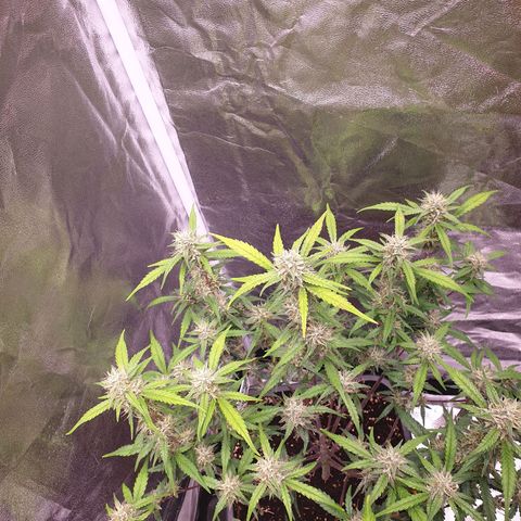 Sweet Zenzation XL Auto growlog timeline photo