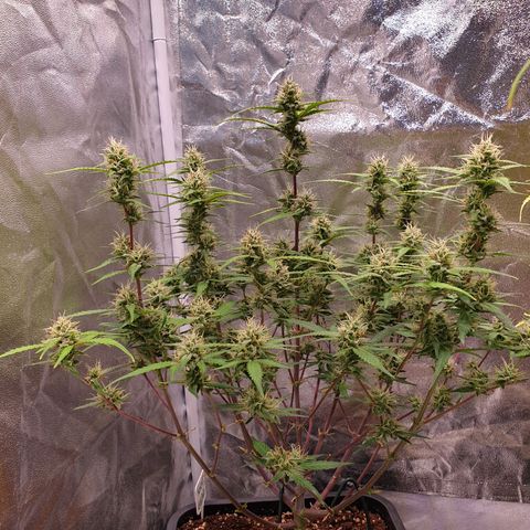 Sweet Zenzation XL Auto growlog timeline photo